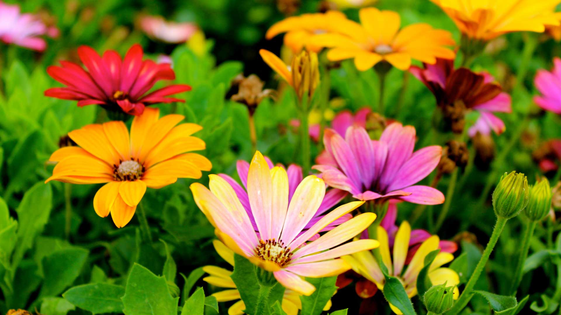 Benefits Of Having A Garden Or Landscaped Outdoor Space Benefits Of Having A Garden Or Landscaped Outdoor Space