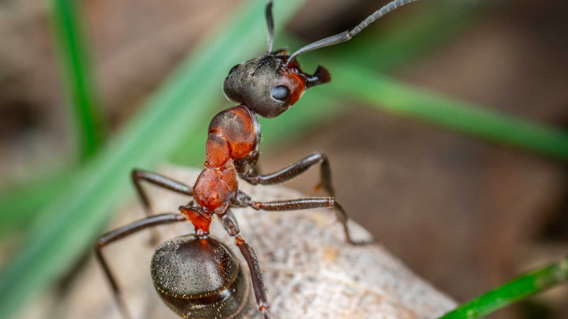 The Red Ants Have Reached Europe: What You Need To Know The Red Ants Have Reached Europe: What You Need To Know