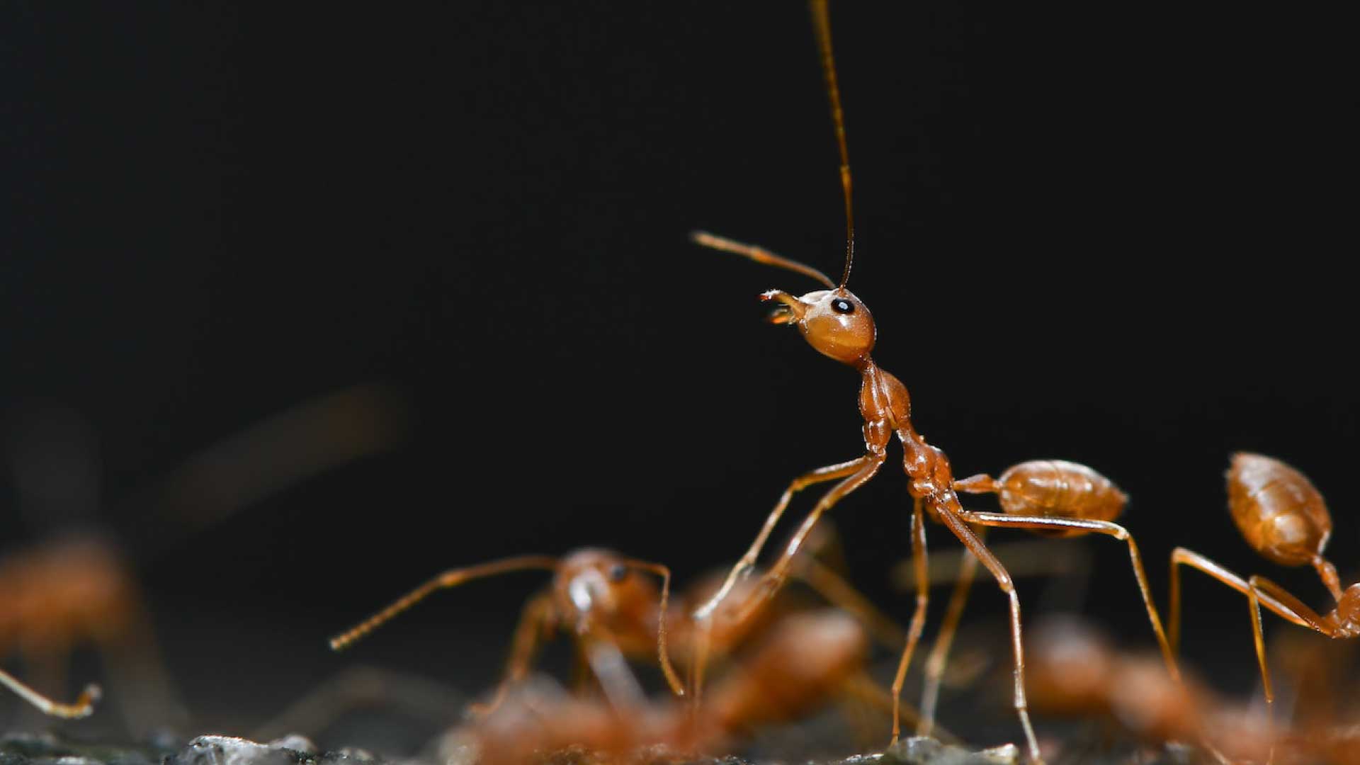 What Are Red Ants And Why Should You Care?