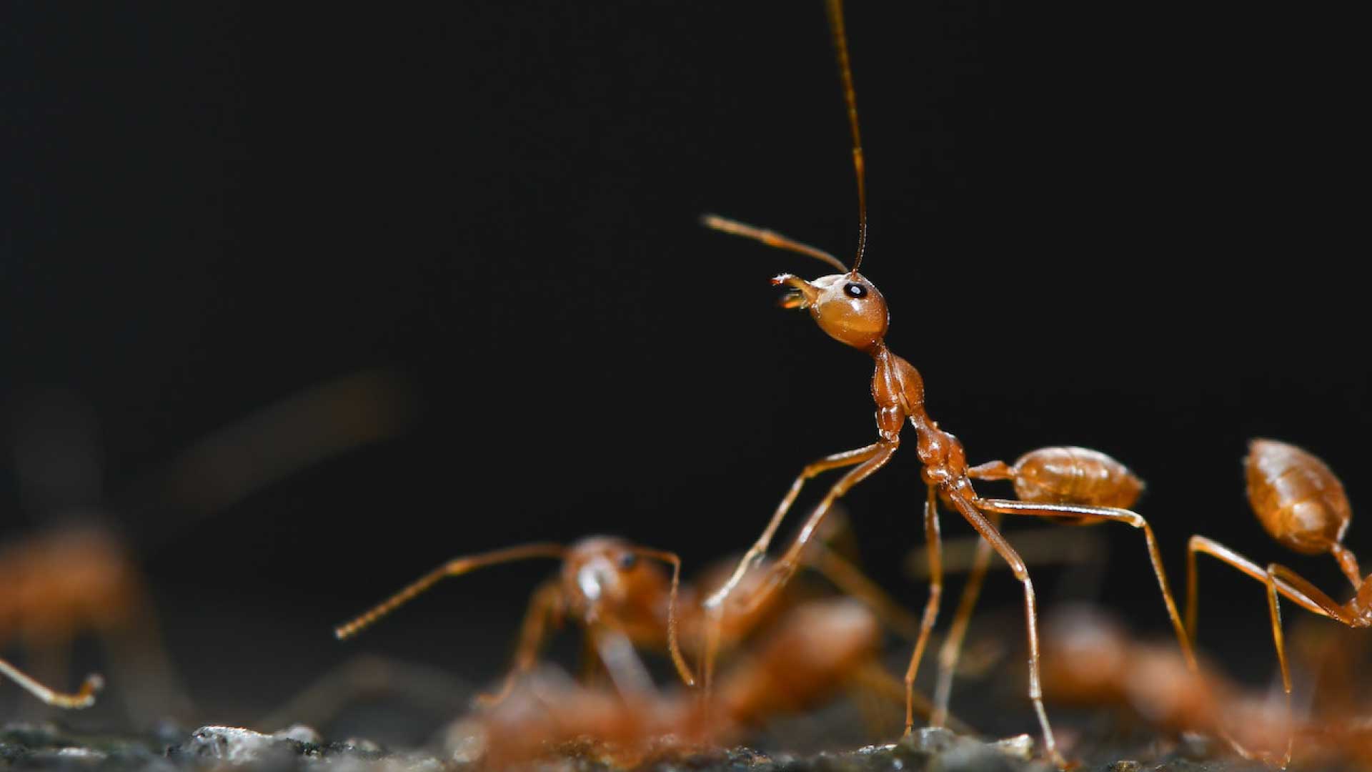 What Are Red Ants and Why Should You Care?