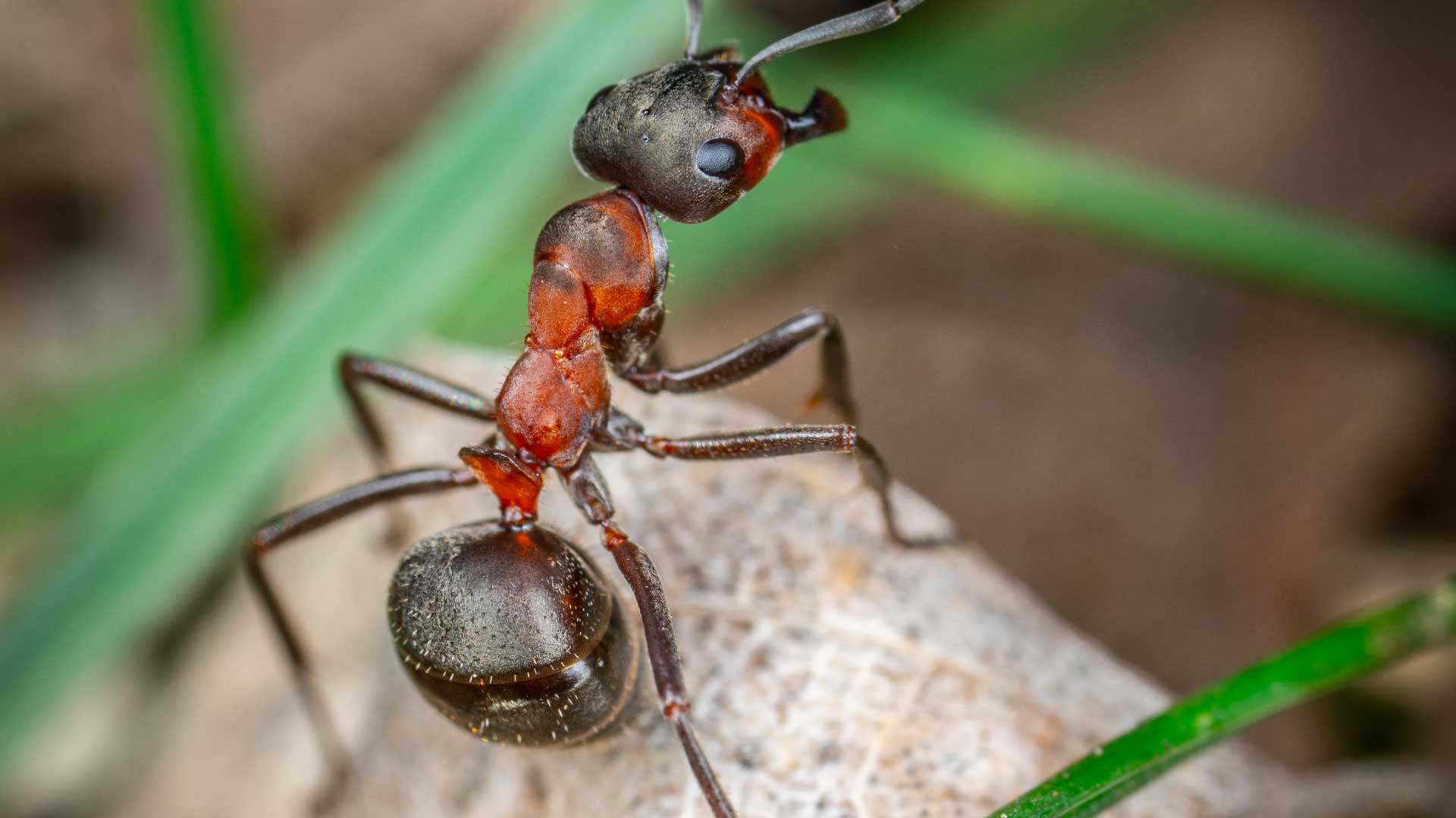 The Red Ants Have Reached Europe: What You Need to Know